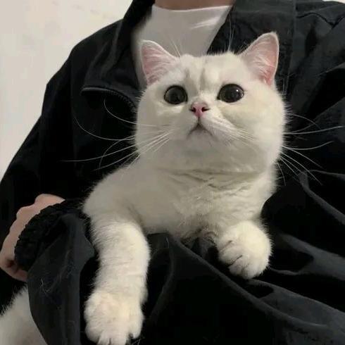 老肖新物语