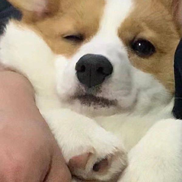🐶