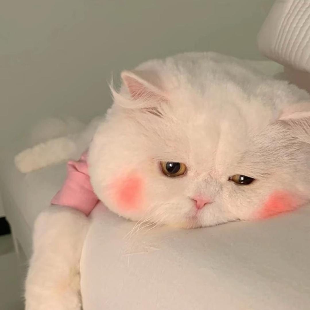 💕开心最重要🪴