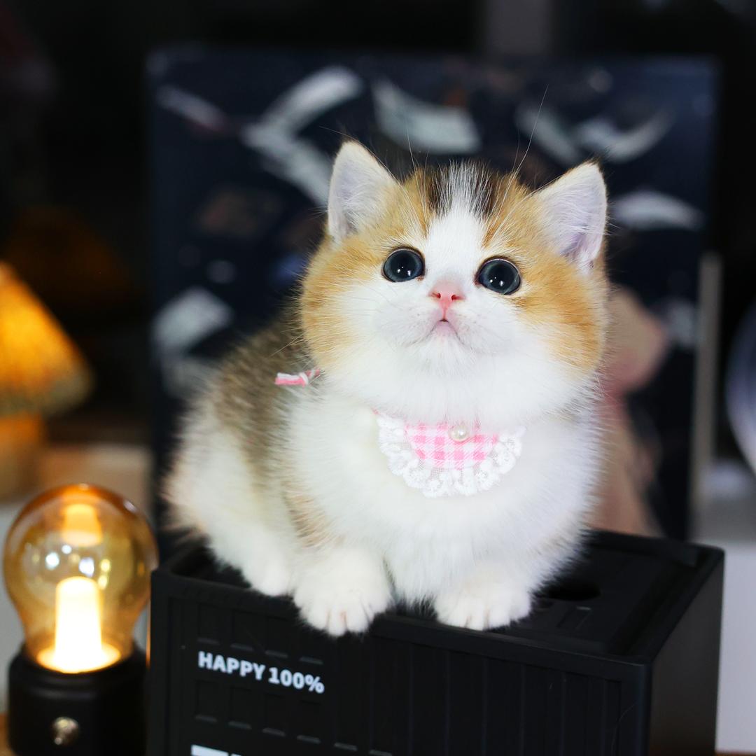 ZOCO咕噜时光宠物专卖店