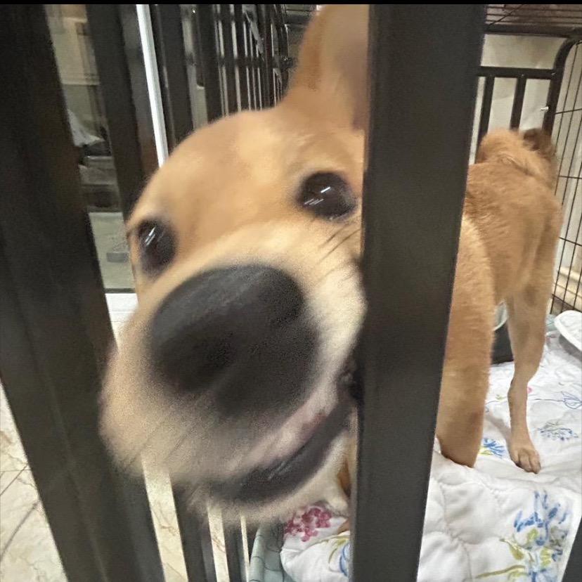 蜡笔小新