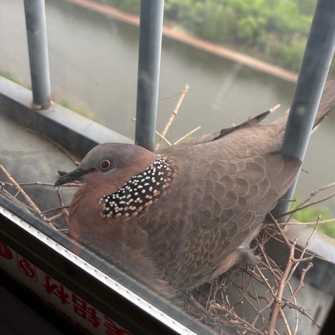 进击的设计师（汉川）