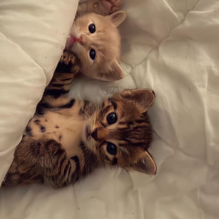 糊油锡（见过svt和成龙版）