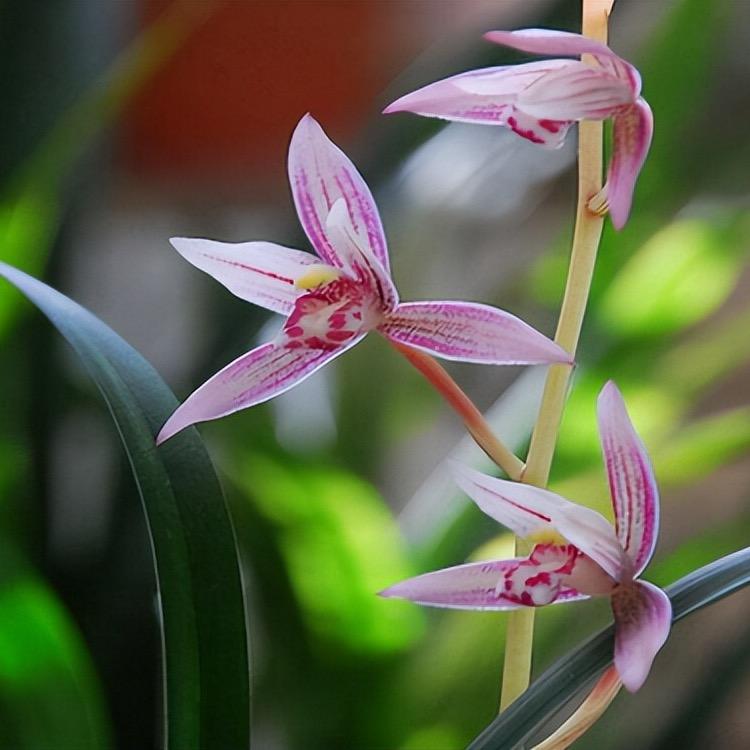 宣宣花场