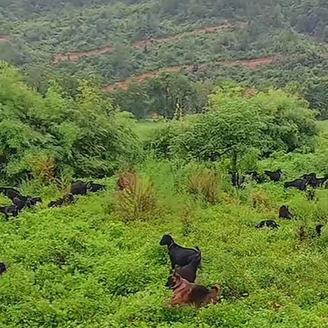 放羊小郭哥（90后在奋斗）