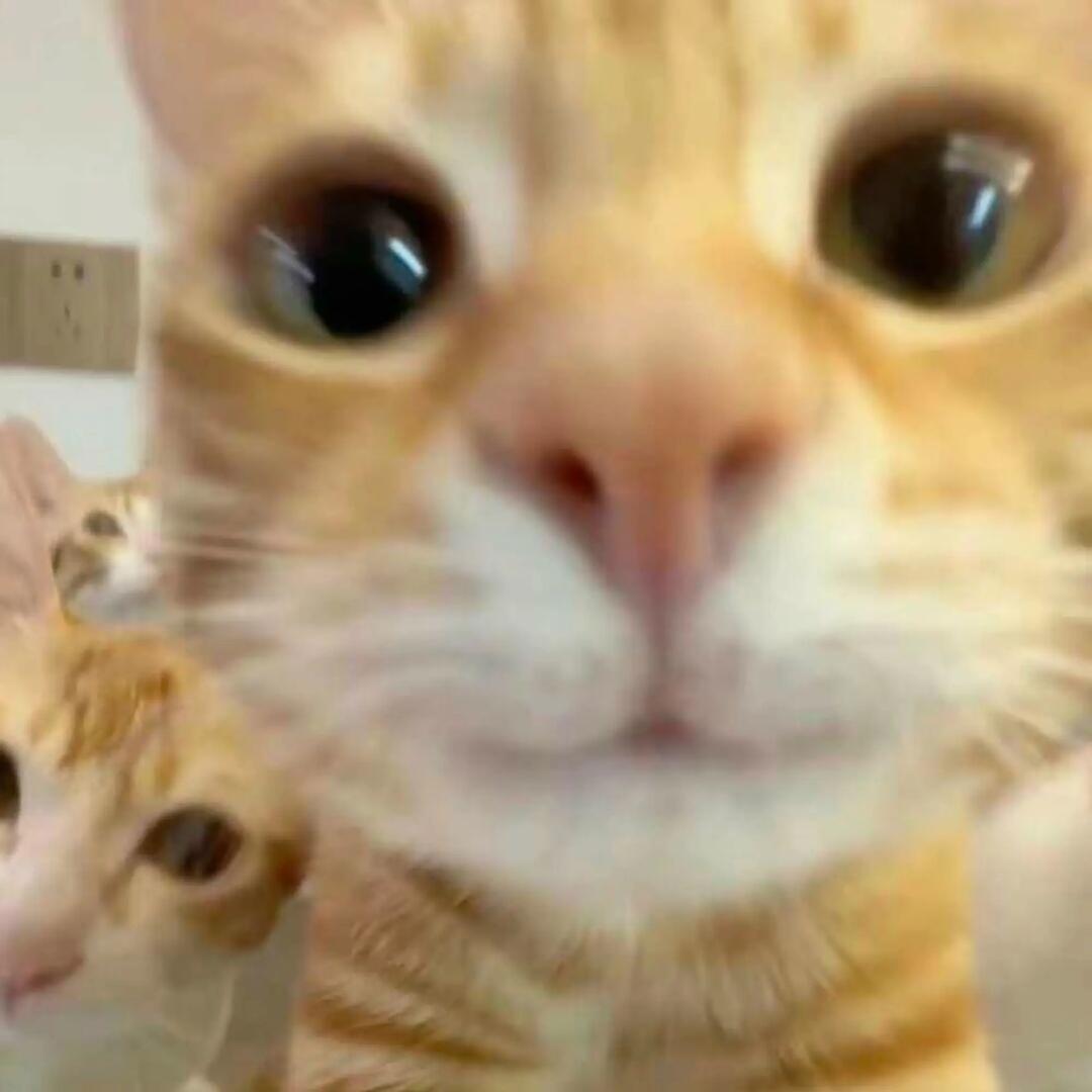 儡