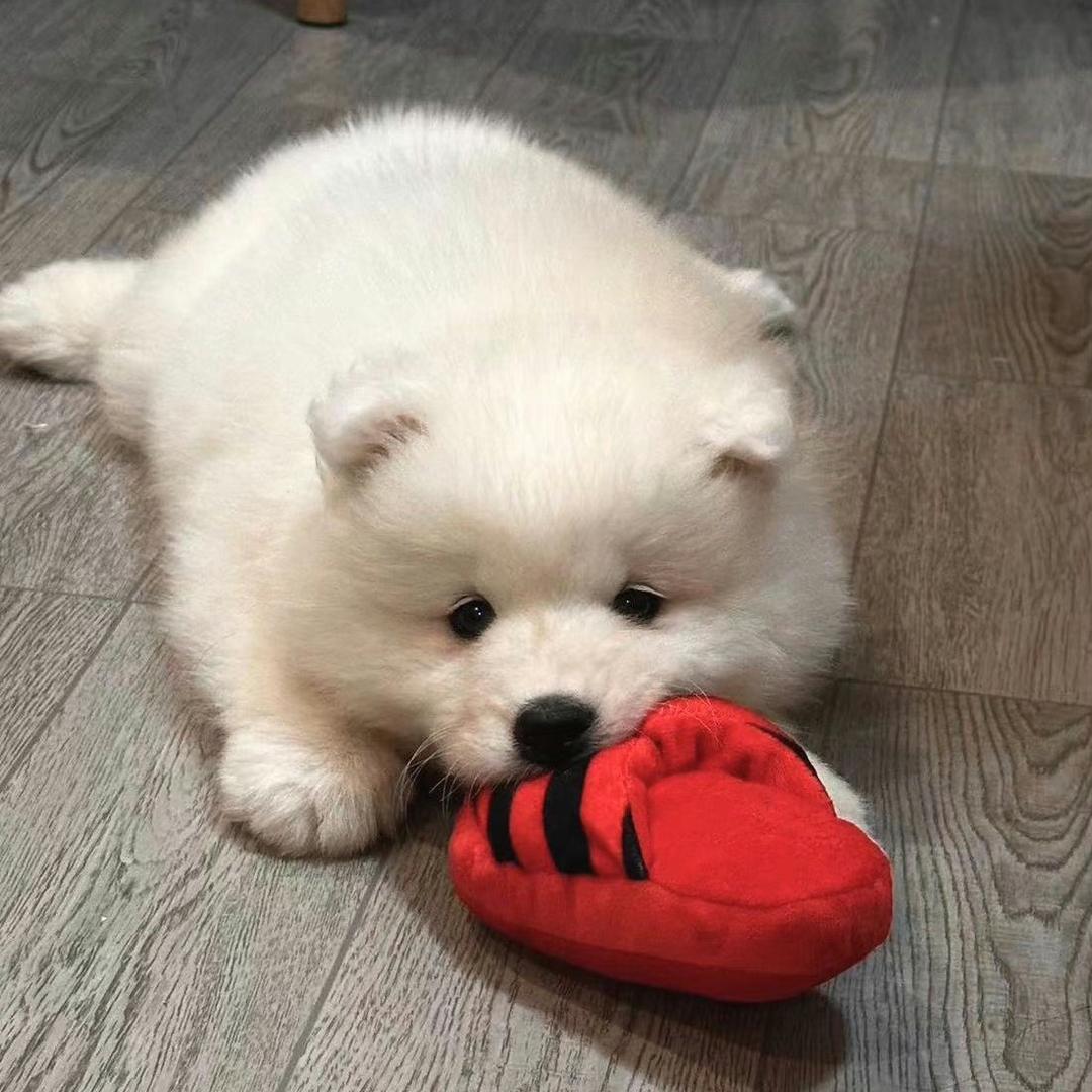 可爱多又多