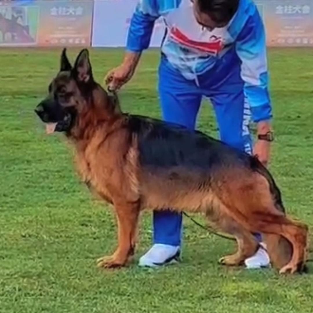 皖北辉煌犬舍