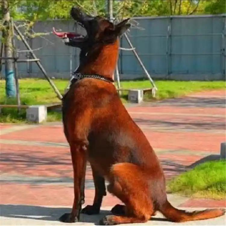 雷霆犬业