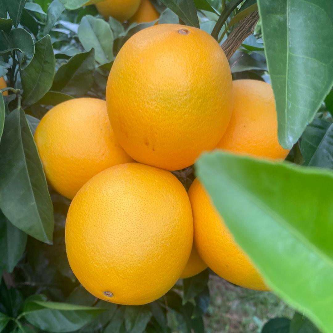 袁根秀赣南脐橙供应链