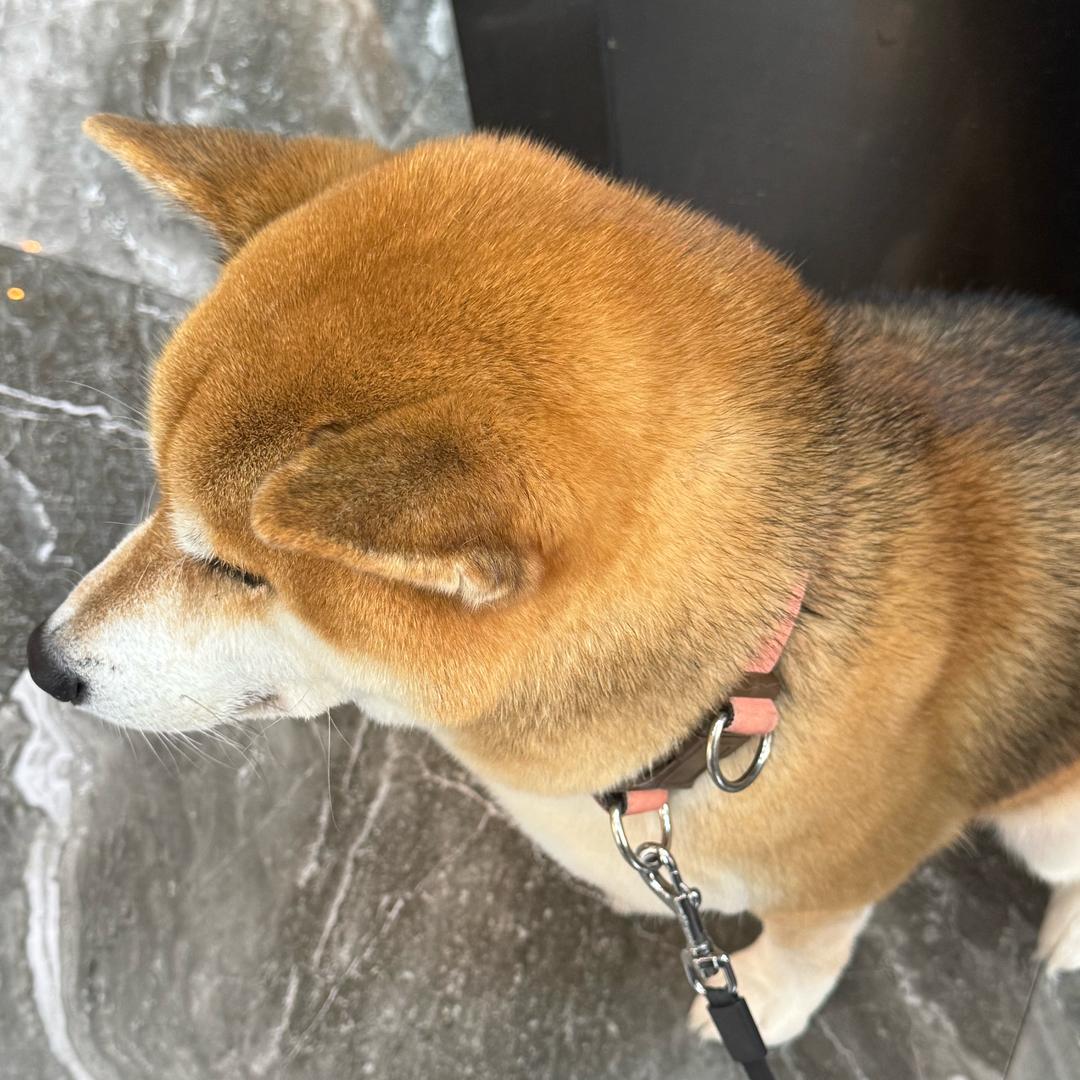 陳豌豆🎵