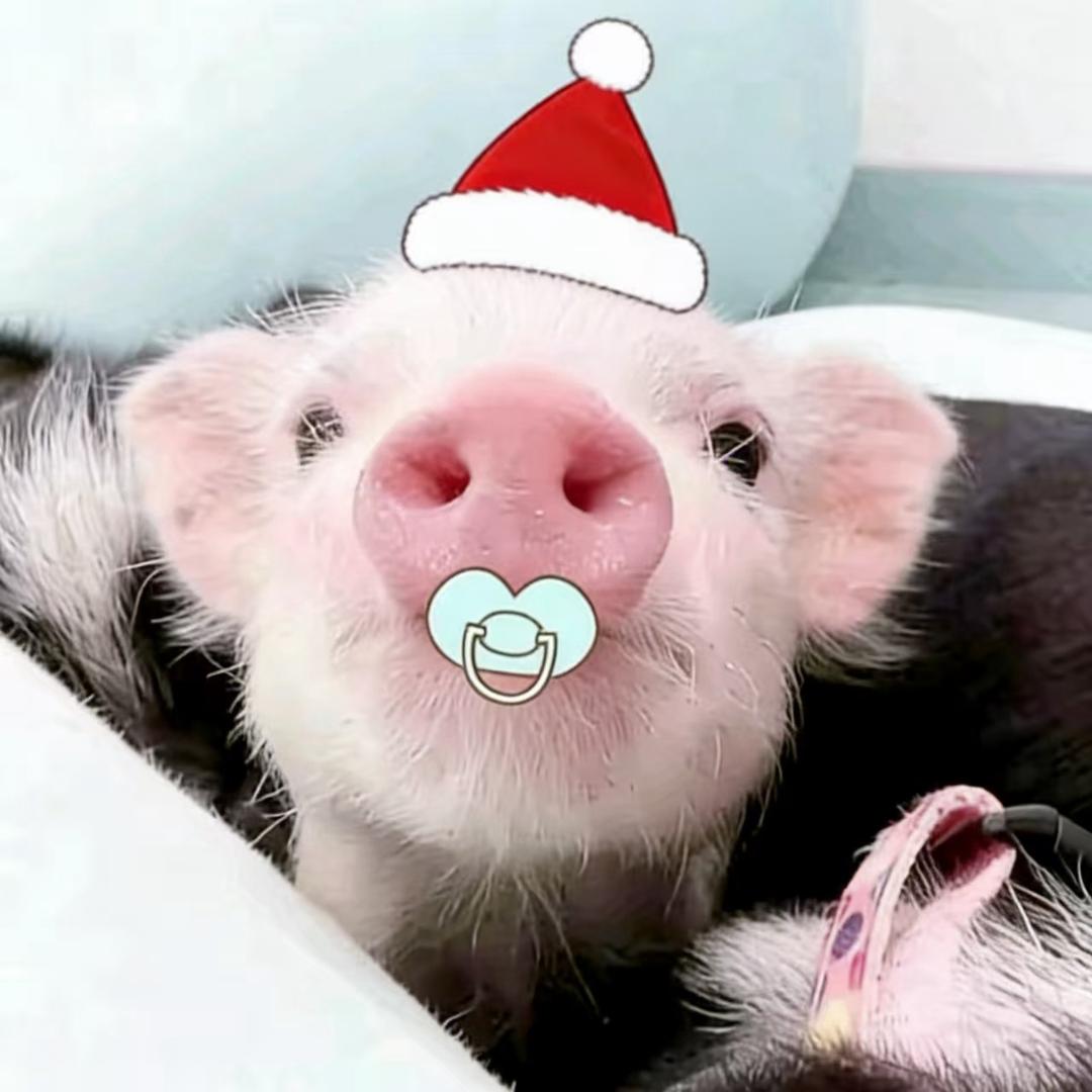 PAPAGIRL（屁屁）