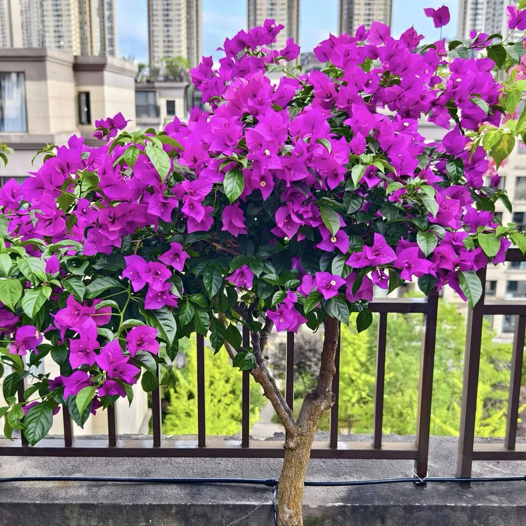云舍花卉园艺