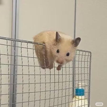 耗门头像