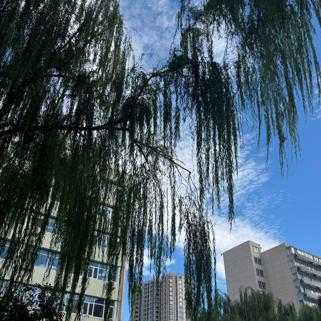 雨田