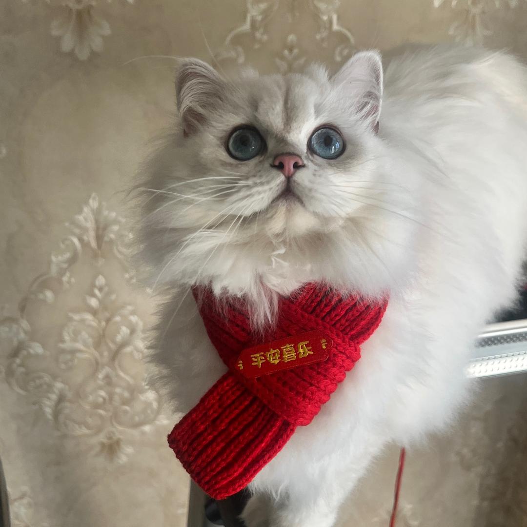 呦小猫¹²²⁷