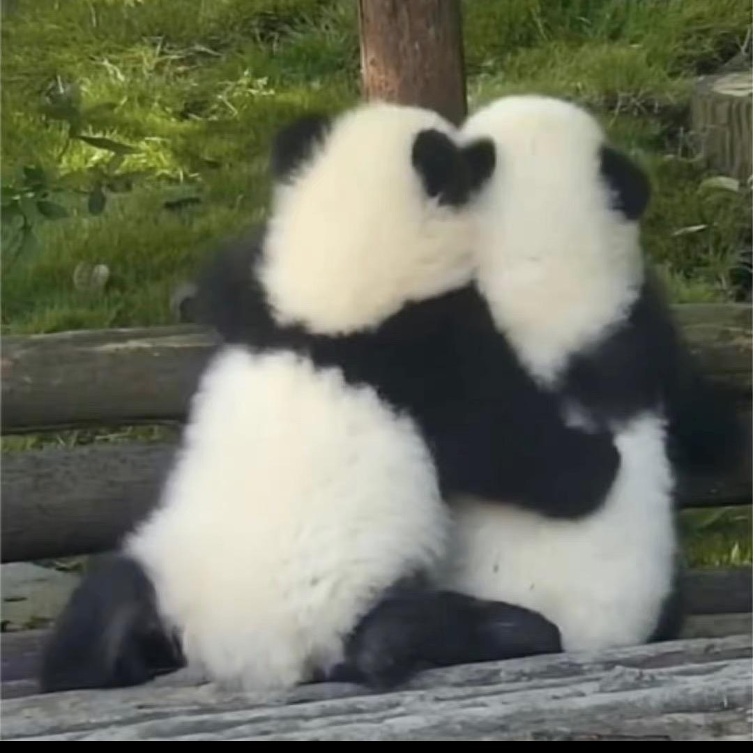啾啾~