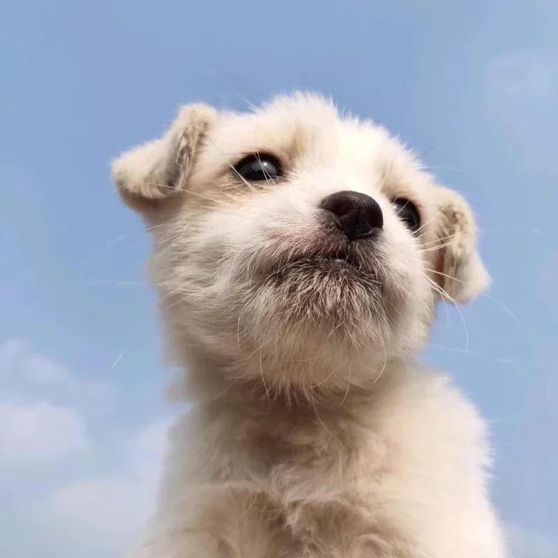 乙与鱼