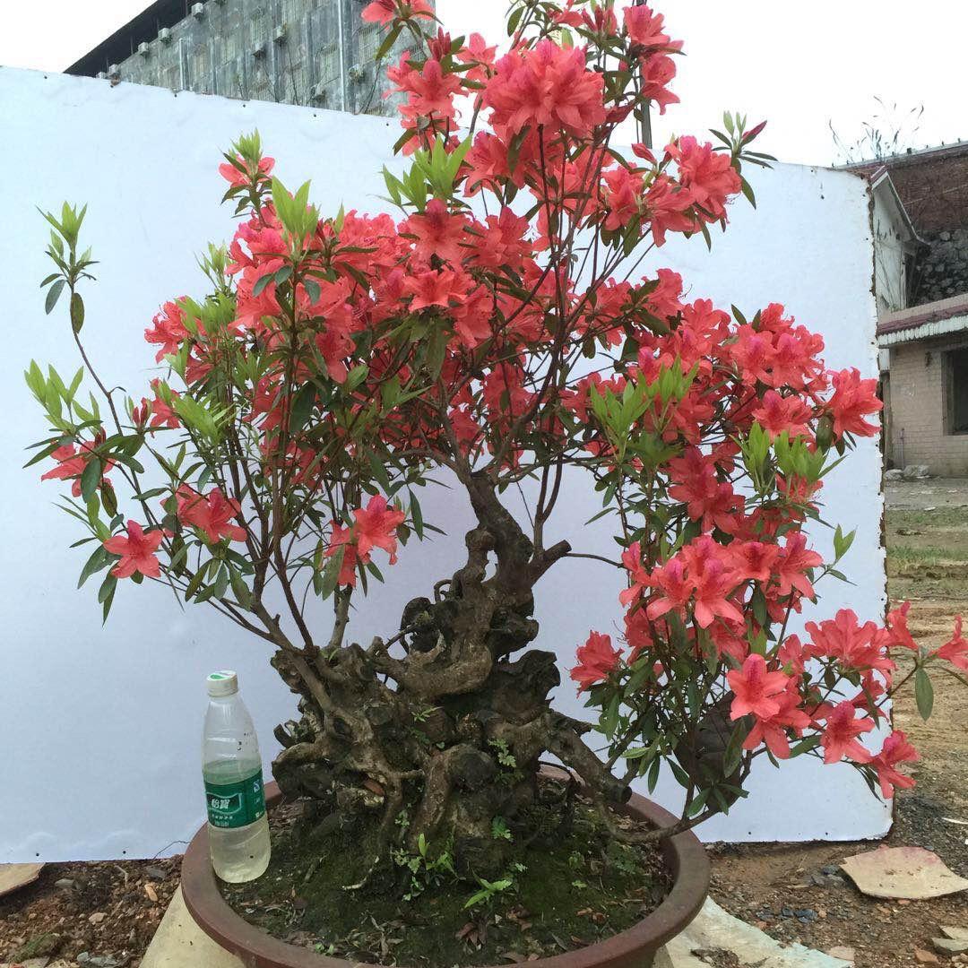 全州县搬运工盆景基地