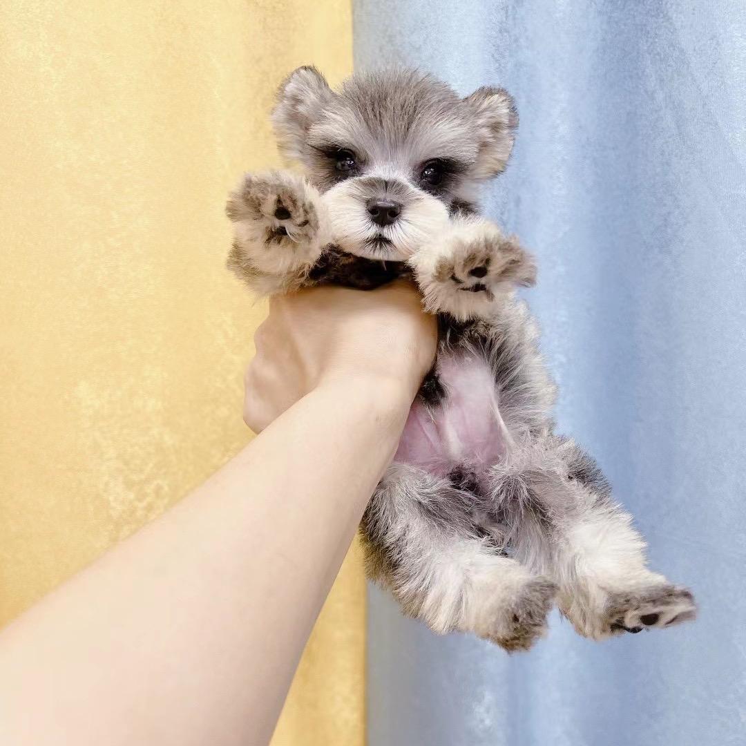 金丽爱养雪纳瑞🎀（直播号）