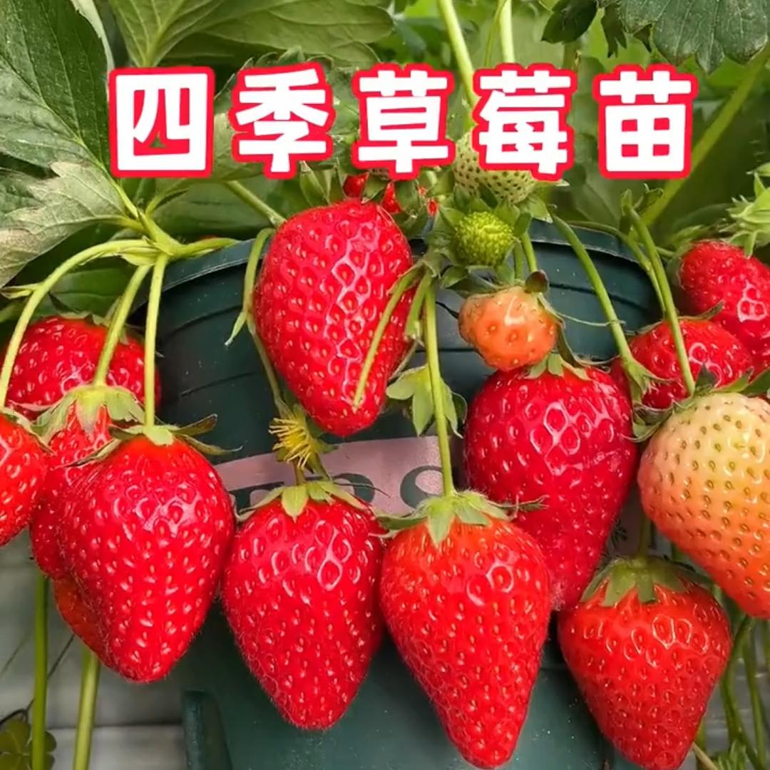 薛大一盼盼苗艺