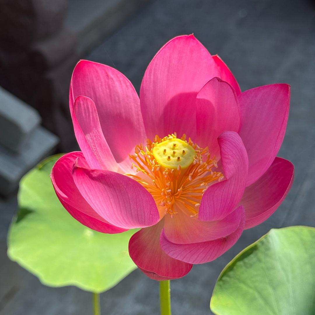YC荷塘月色🦚