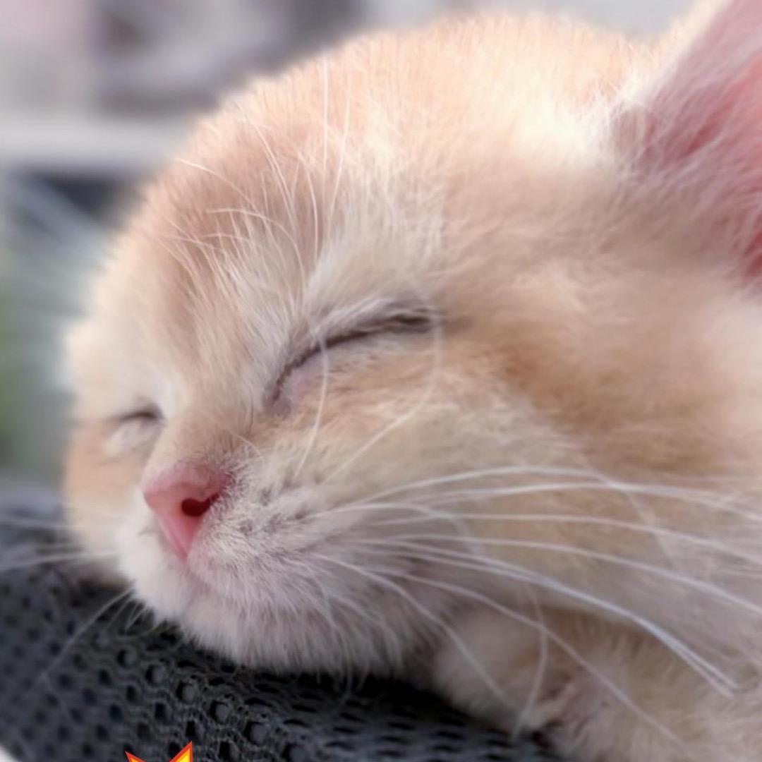 威威猫猫舍