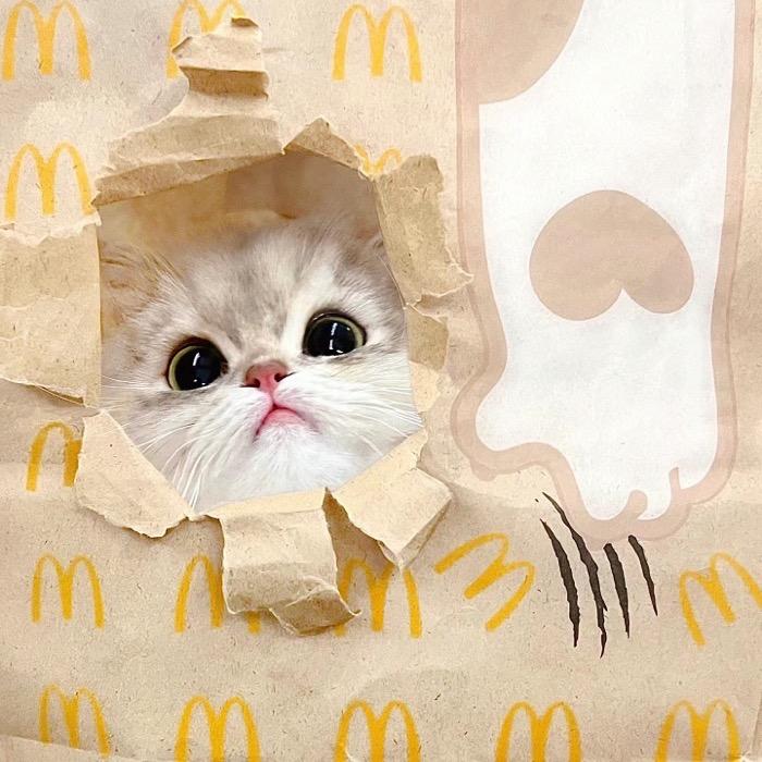 蛋炒饭不加蛋