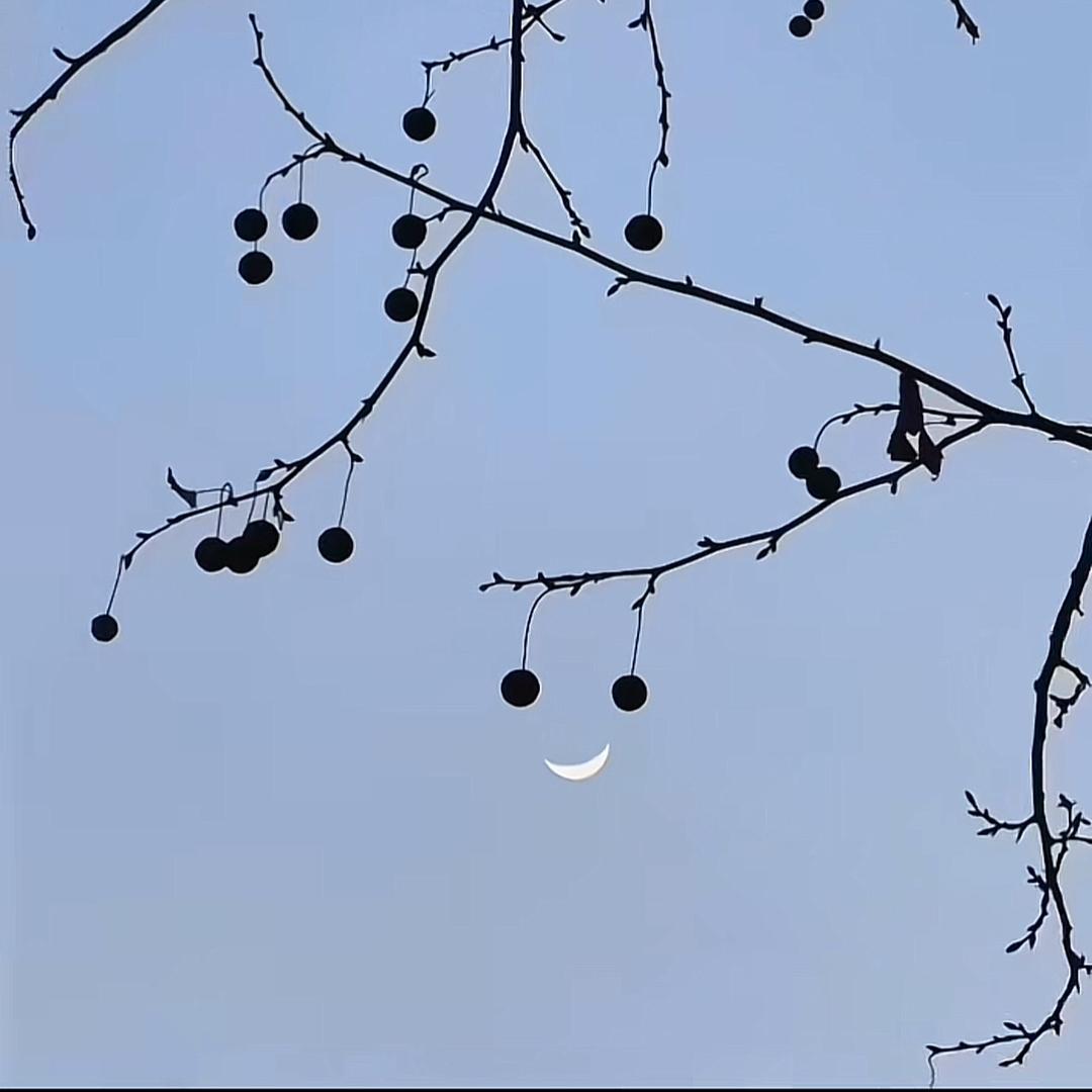 哈密瓜