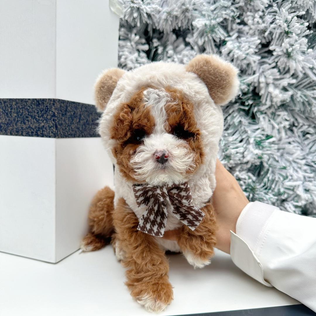 Cockapoo