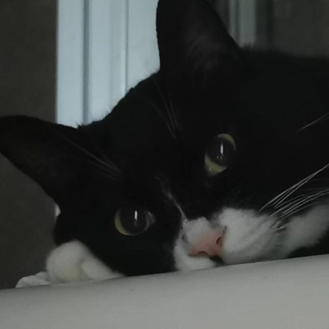 小猫咪的朋友圈