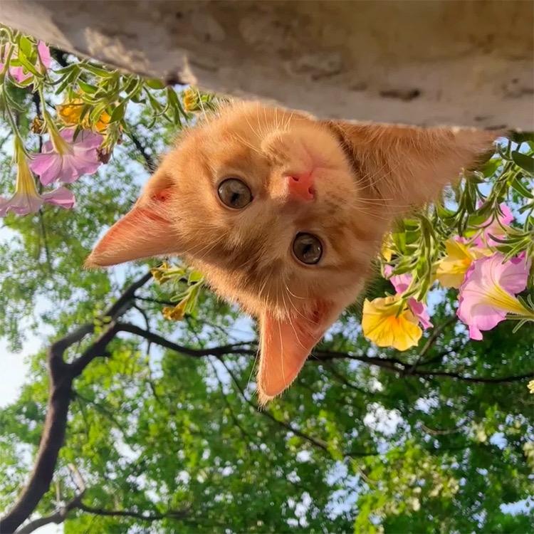 橘子树上的猫