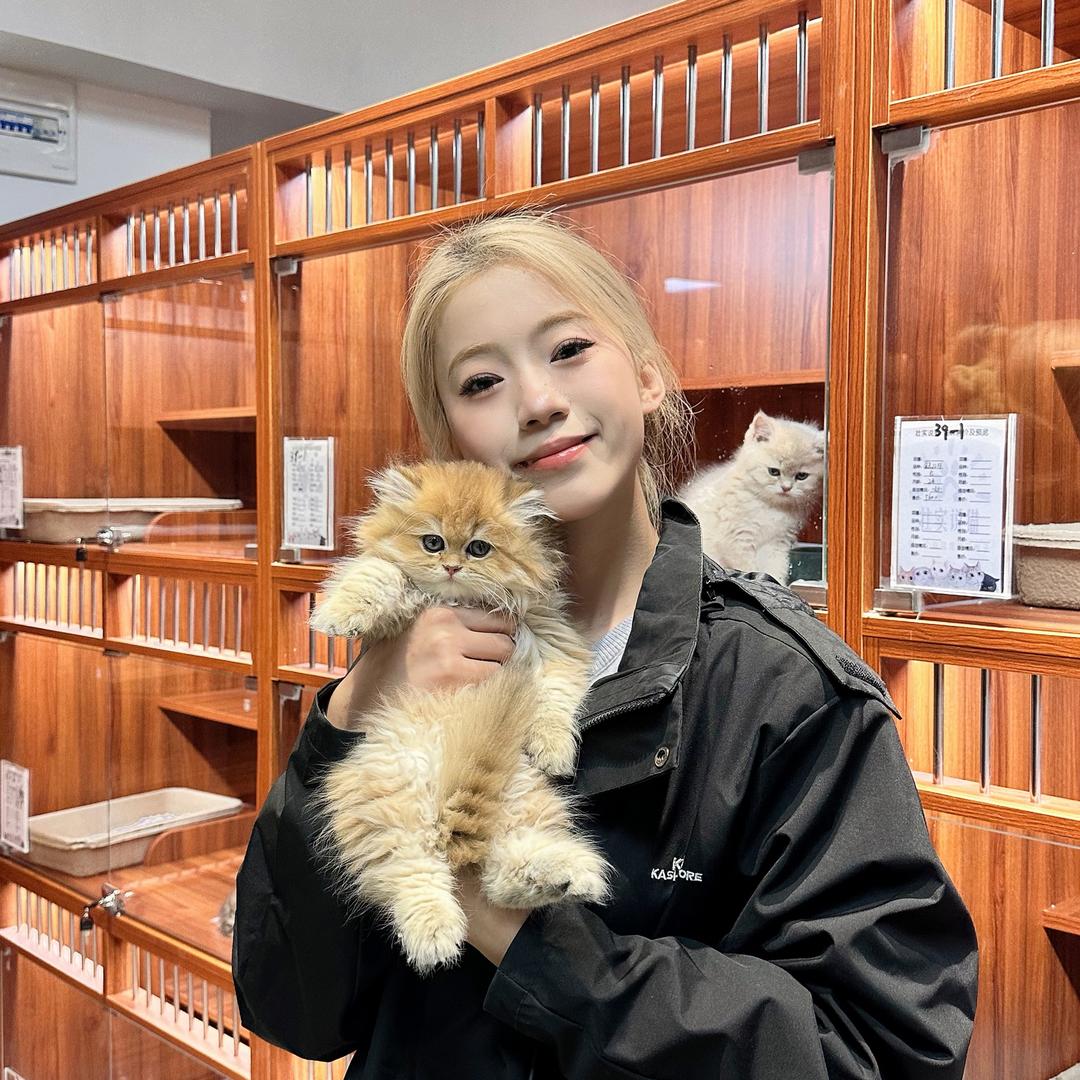 肥肥猫酱（壮实说猫）
