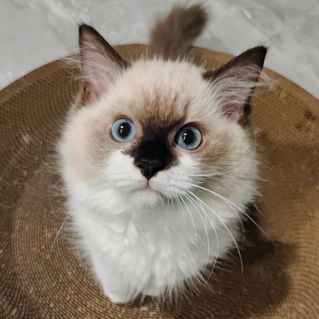 我叫妮蔻你记住