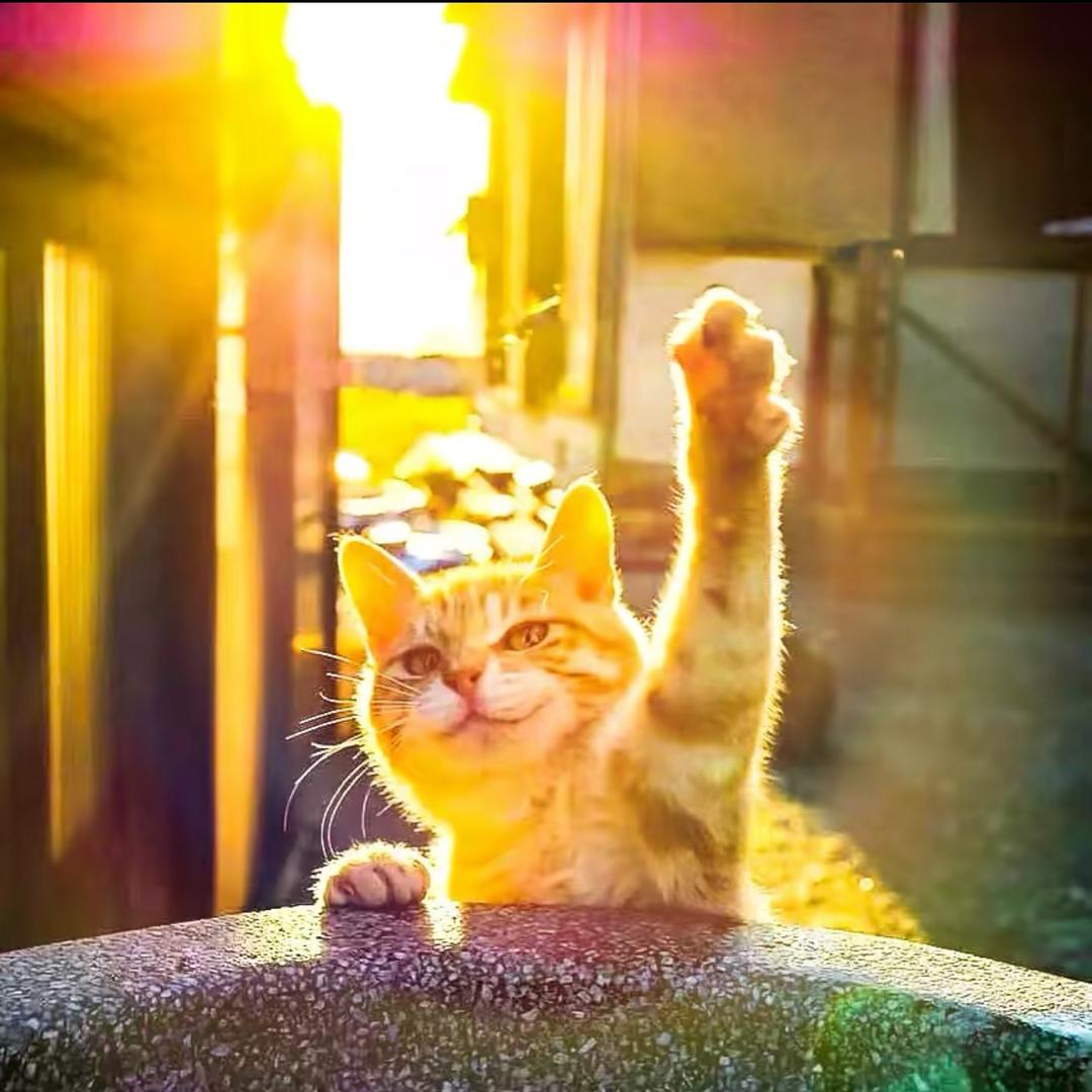 清风朗月只为卿