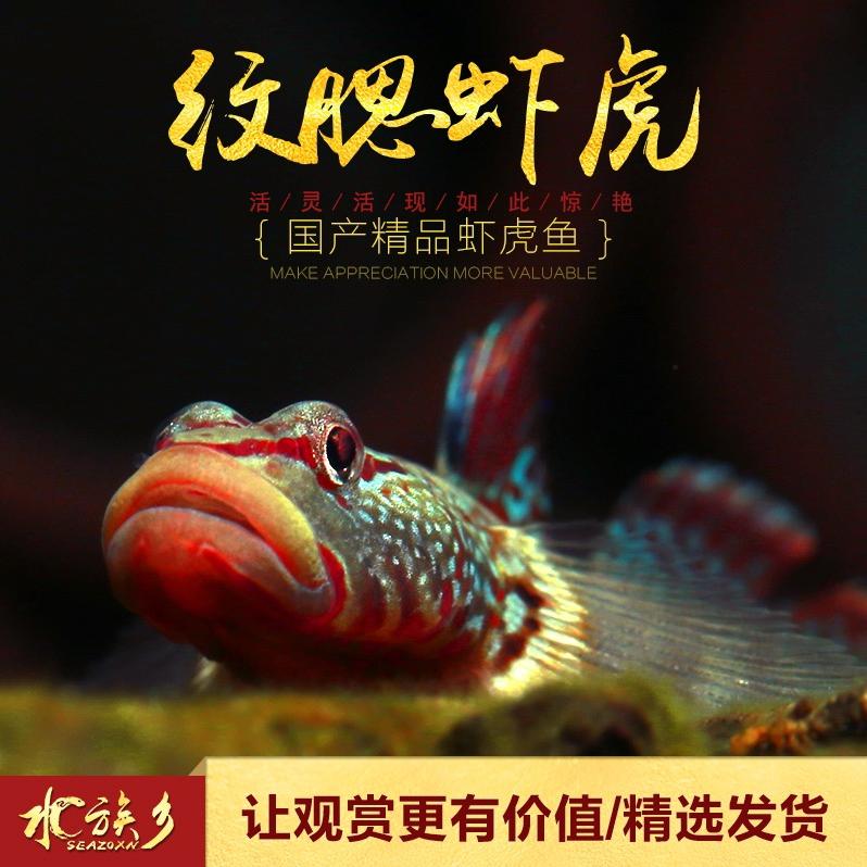 小冰爱捉鱼