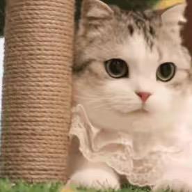 W-Five　　　　　　　      ༽