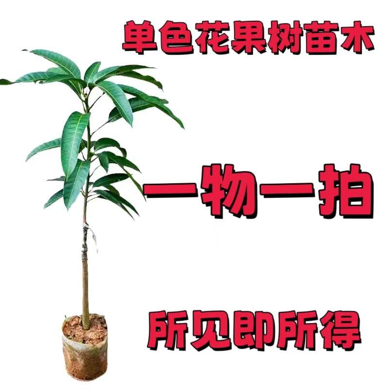 单色花苗靓靓果树苗木专卖店