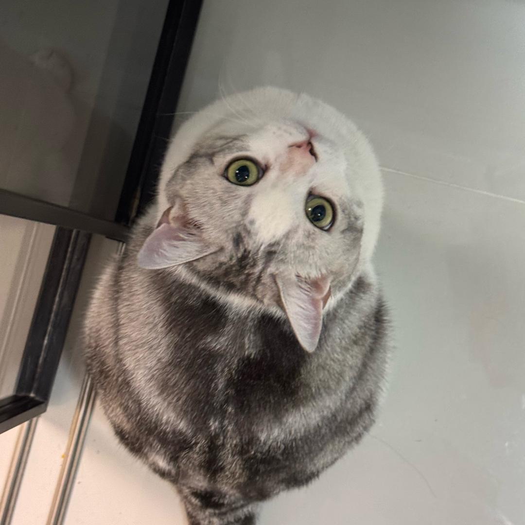 开心小兜