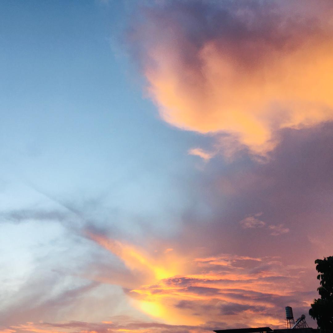 🌈三个向日葵花丫