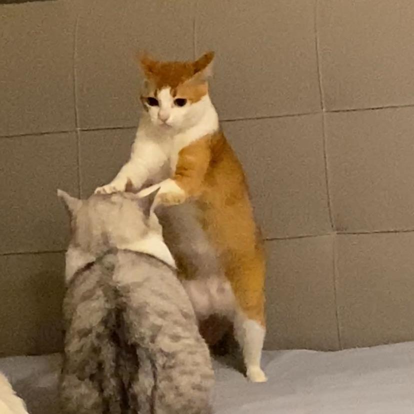 穿开衫的小黄毛