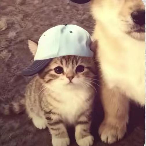 ᅠᅠᅠᅠ董稳稳