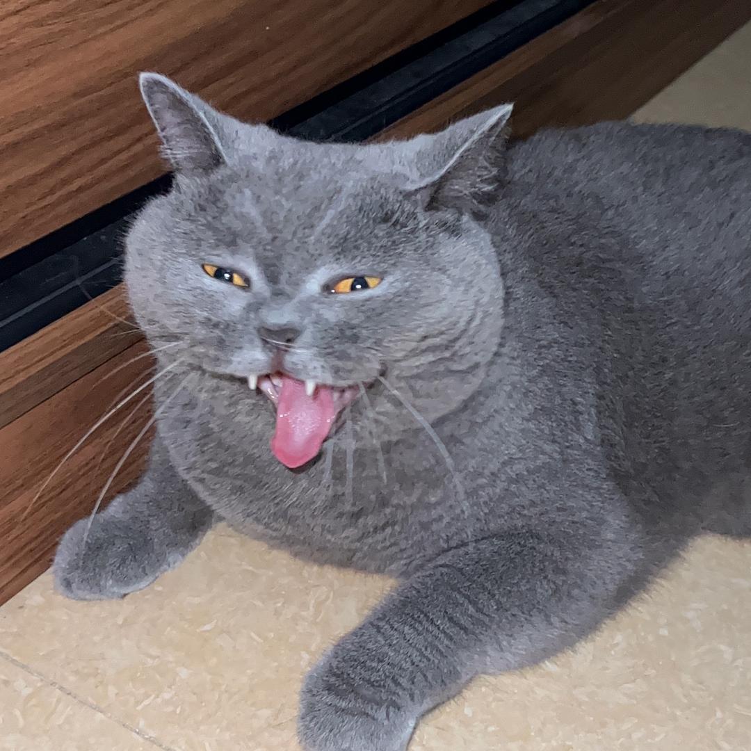 馒头爱生活