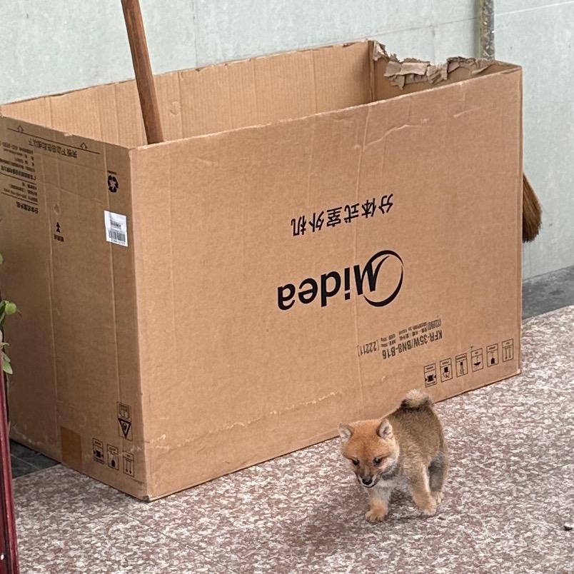狗富贵