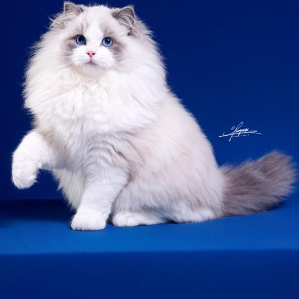 洋森布偶猫