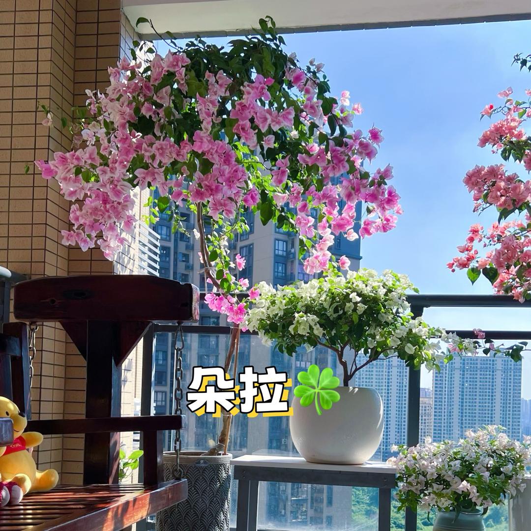 朵拉🍀