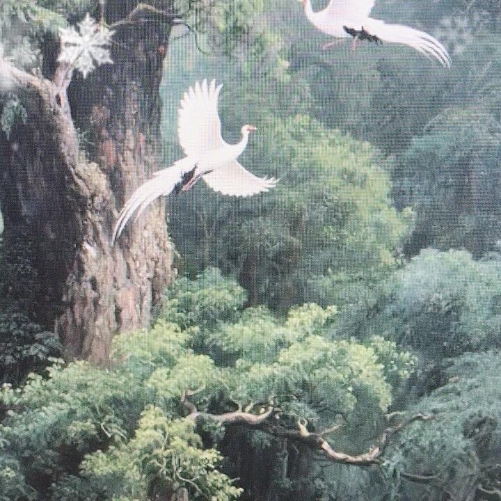 藜照尊者