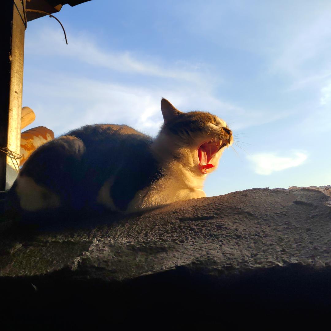 袁来在捷克当乞丐