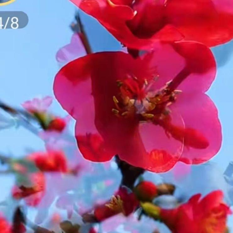 梅花姐姐爱生活