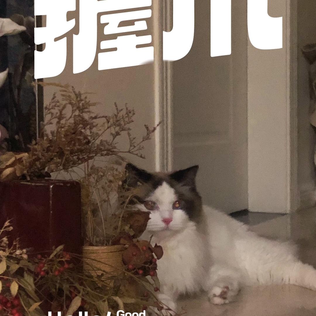 喵🐱chris头像